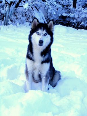 Dog Photo