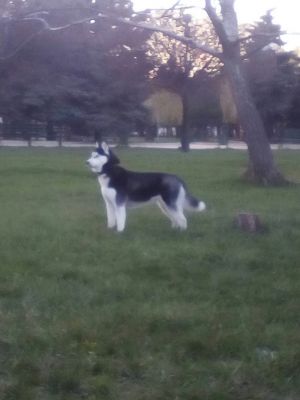 Dog Photo