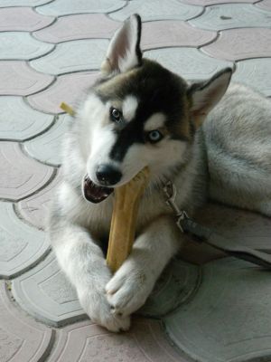 Dog Photo