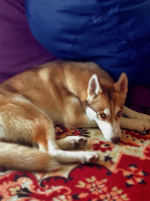 Dog Photo