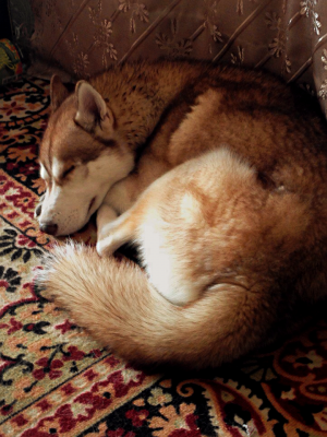 Dog Photo
