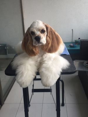 Dog Photo