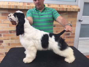Dog Photo