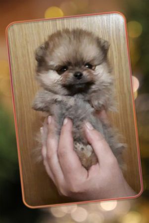 Dog Photo