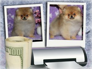 Dog Photo