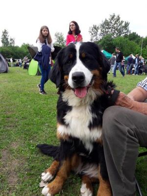 Dog Photo