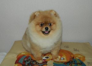 Dog Photo