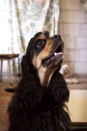 Dog Photo