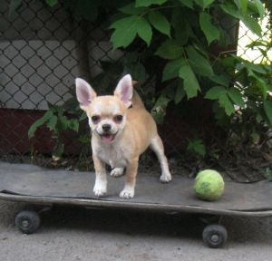 Dog Photo