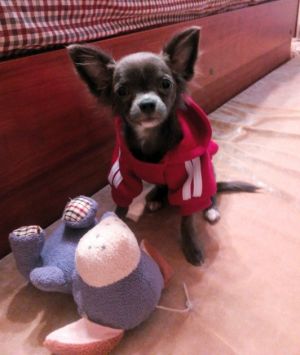 Dog Photo