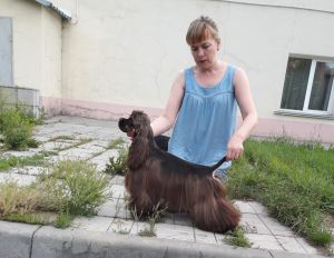 Dog Photo