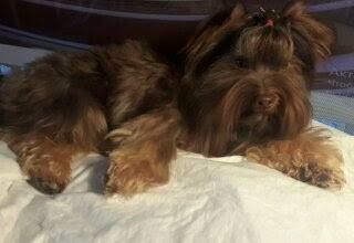 Dog Photo