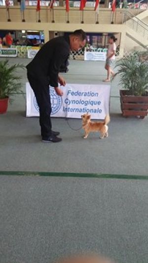 Dog Photo