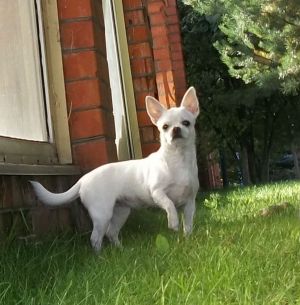Dog Photo