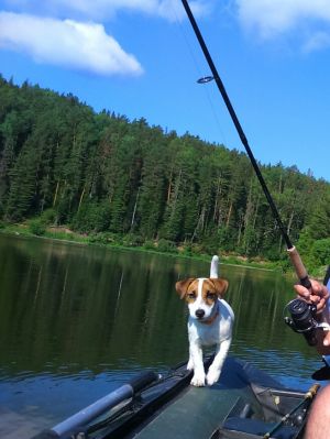 Dog Photo