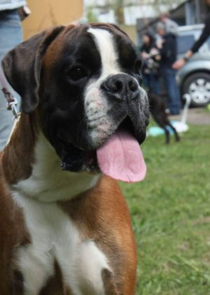 Dog Photo