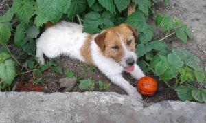 Dog Photo