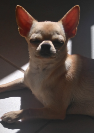 Dog Photo