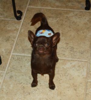 Dog Photo