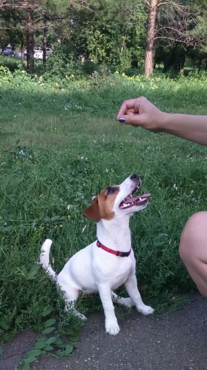 Dog Photo