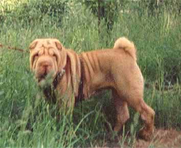 Dog Photo