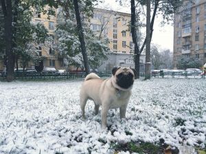Dog Photo