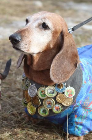 Dog Photo