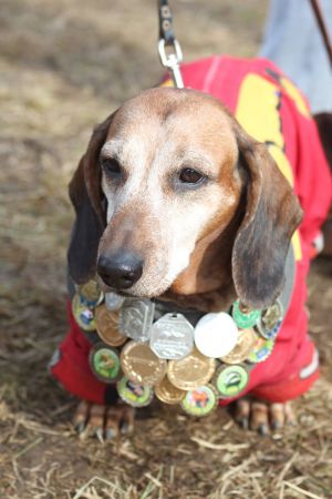 Dog Photo