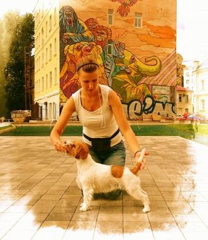 Dog Photo