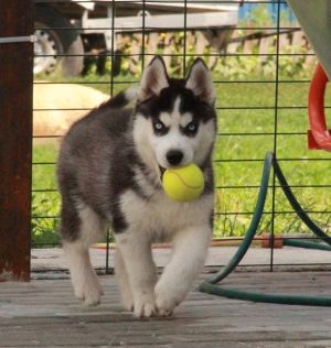 Dog Photo