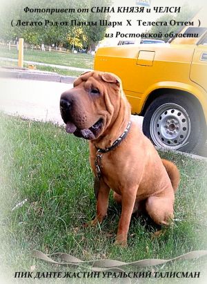 Dog Photo