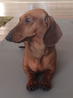 Dog Photo