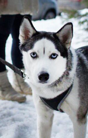 Dog Photo