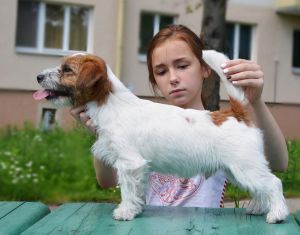 Dog Photo