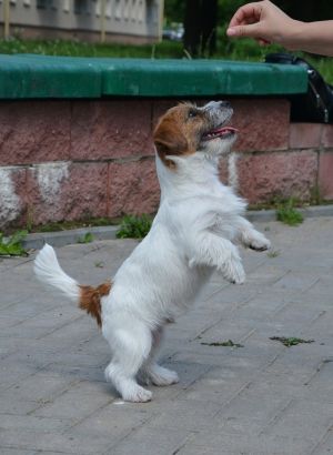 Dog Photo