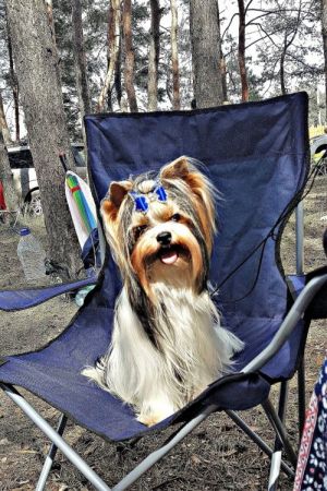 Dog Photo