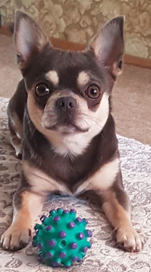 Dog Photo