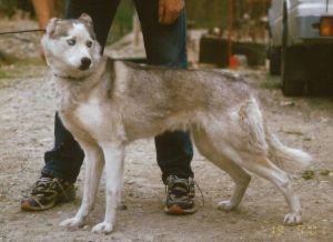 Dog Photo