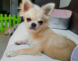 Dog Photo