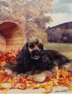 Dog Photo