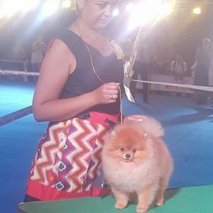 Dog Photo