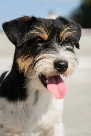 Dog Photo