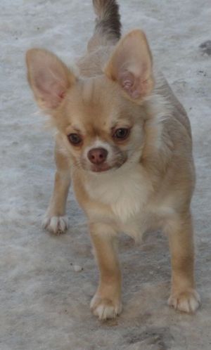 Dog Photo
