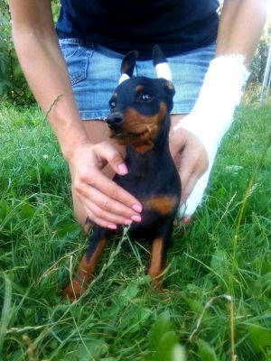 Dog Photo