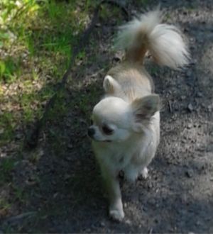 Dog Photo
