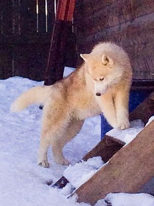 Dog Photo