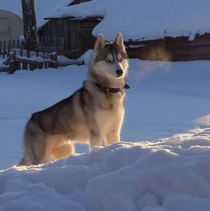 Dog Photo