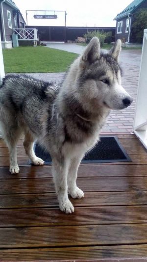 Dog Photo