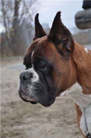 Dog Photo