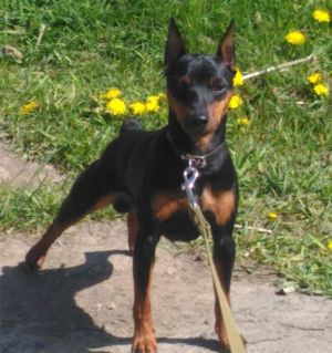 Dog Photo